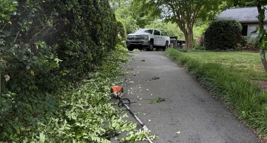 tree pruning work winston salem nc hedge pruning work winston salem nc
